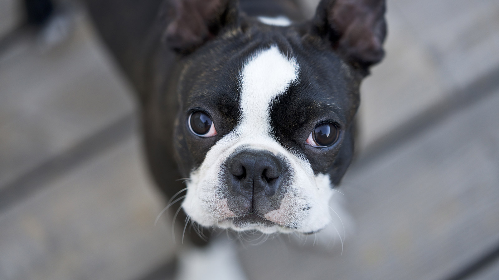 igorthegoodboy-on-ig-boston-terrier-G_7WU5AFBvQ-unsplash